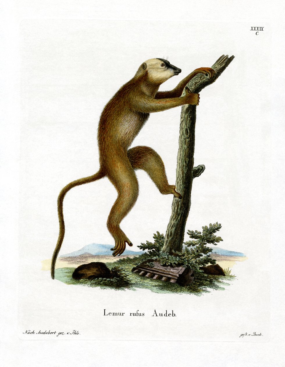 Lemur Vermelho (gravação a cores) de German School