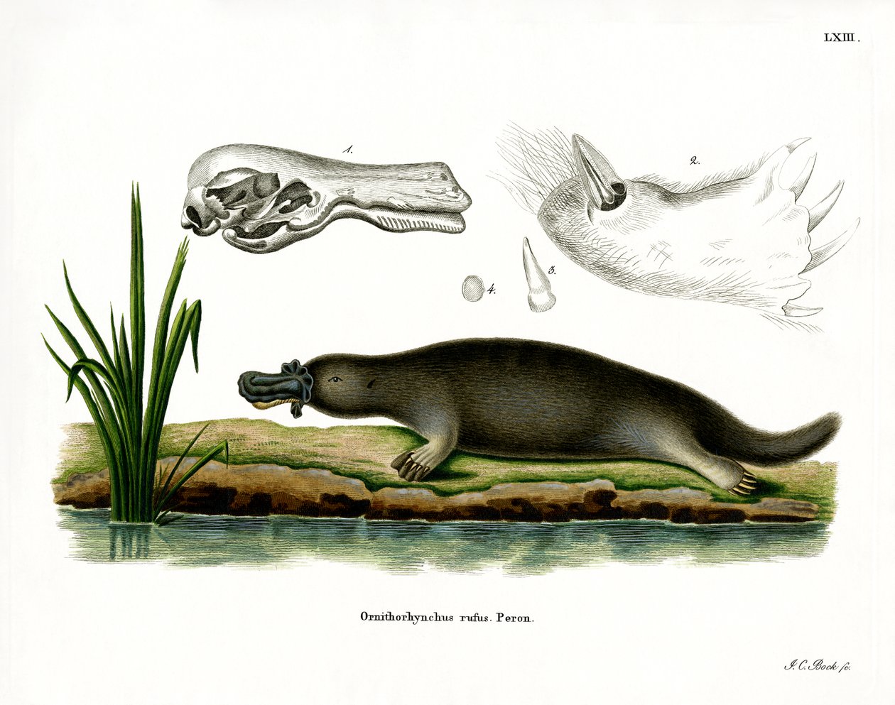 Platypus Vermelho (gravação a cores) de German School