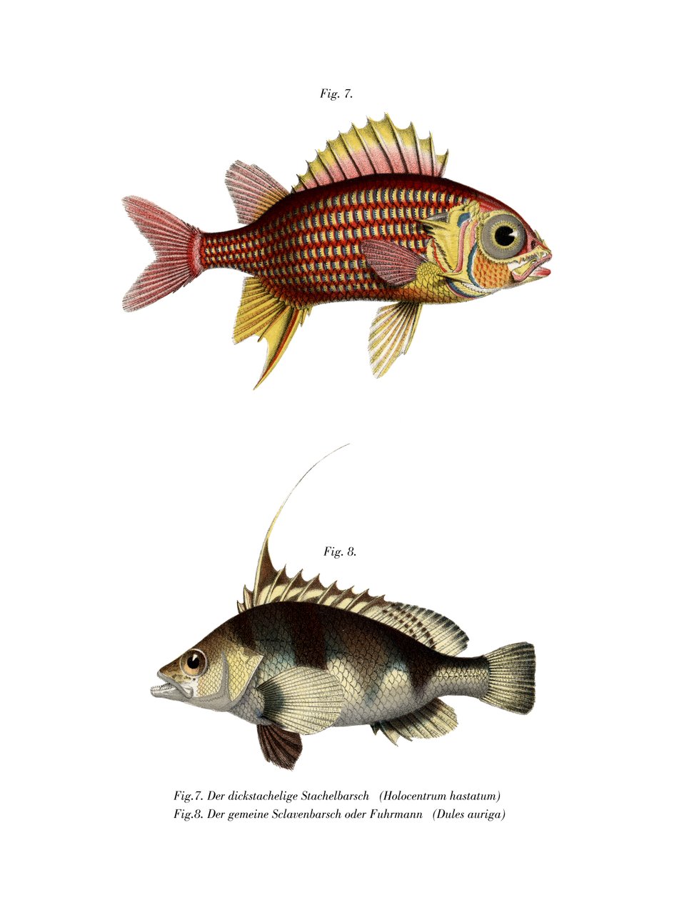 Peixe esquilo vermelho (cor litho) de German School