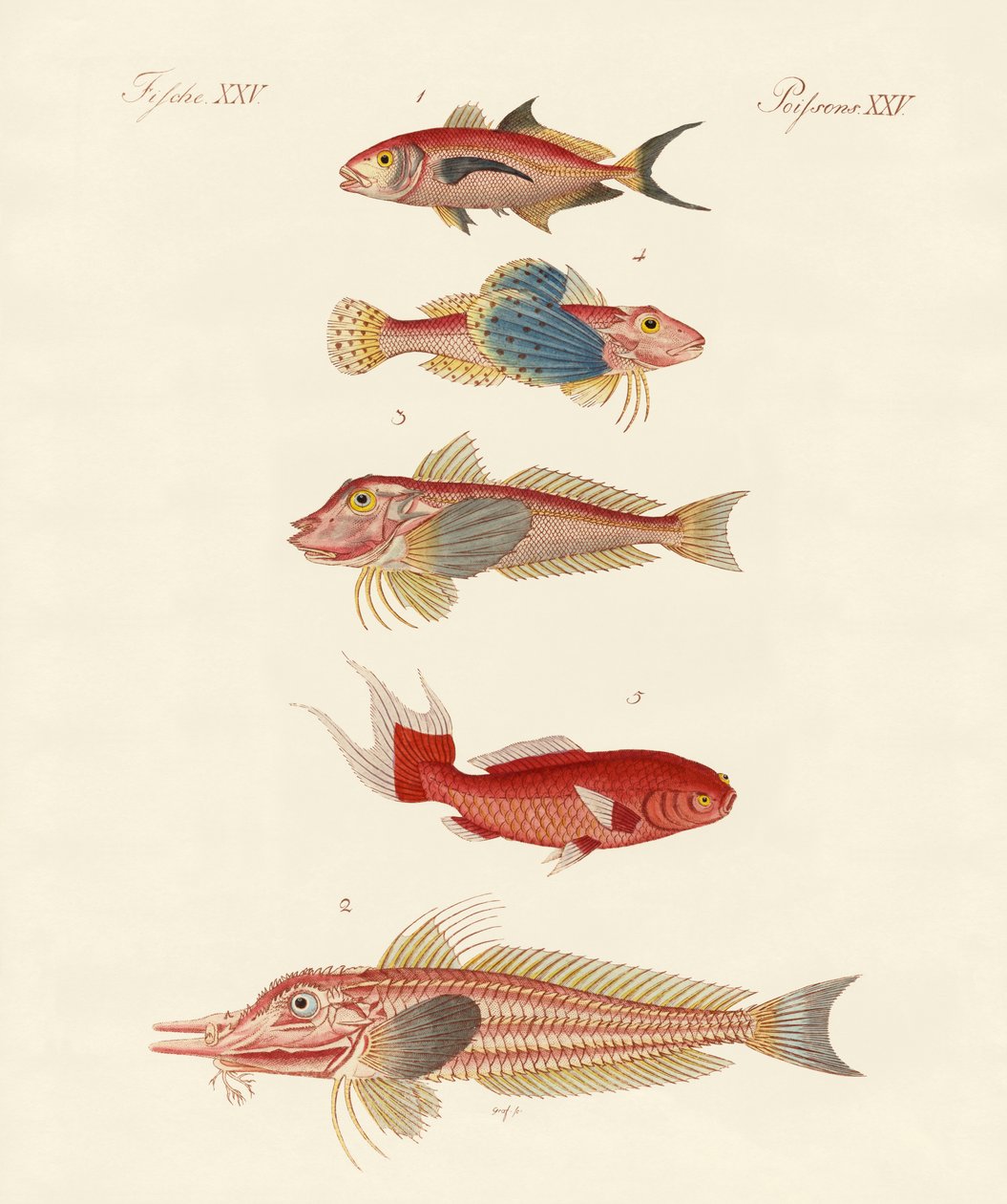 peixe vermelho de German School