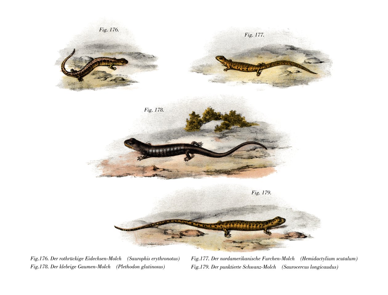 Salamandra de dorso vermelho (cor litho) de German School