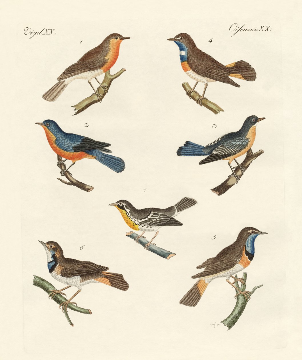 Redbreasts, bluethroats e yellowthroats de German School