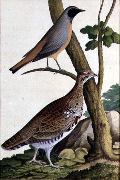 Redstart (Phoenicurus phoenicurus) e Hazel Hen, c.1740 (aguarela sobre papel) de German School