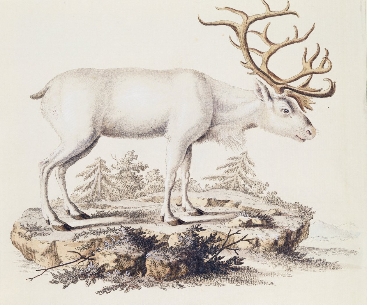 Renas (Cervus tarandus), de Mamíferos ilustrados da Natureza com descrições, de Johann Christian Daniel von Schreber (1739-1810), gravura de I Nufsbiegel, volume 5, quadro 248-C, Alemanha de German School
