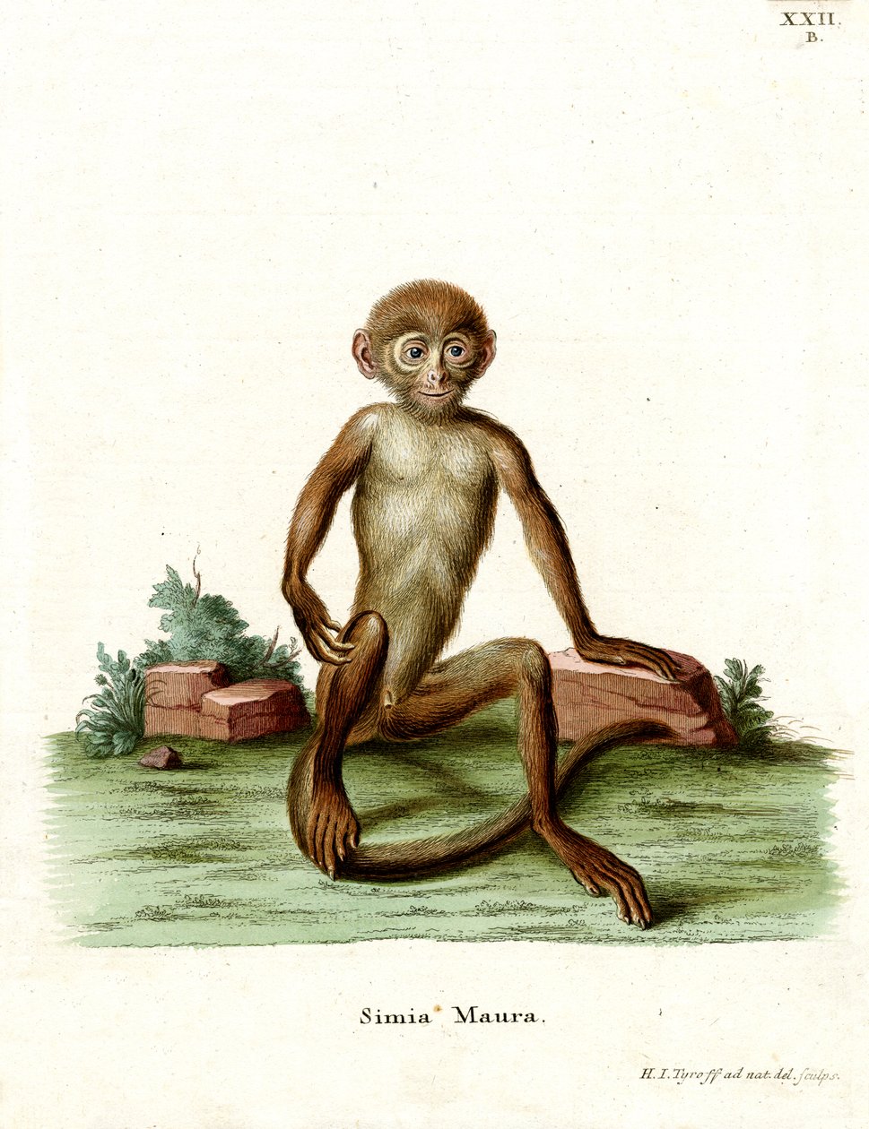 Rhesus Macaque (gravação a cores) de German School