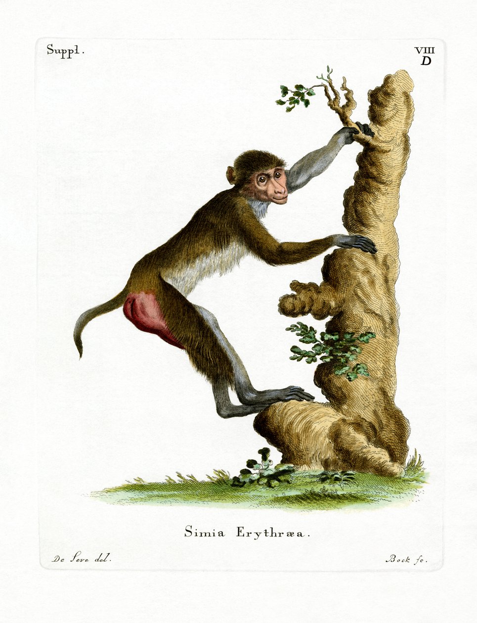 Rhesus Macaque (gravação a cores) de German School