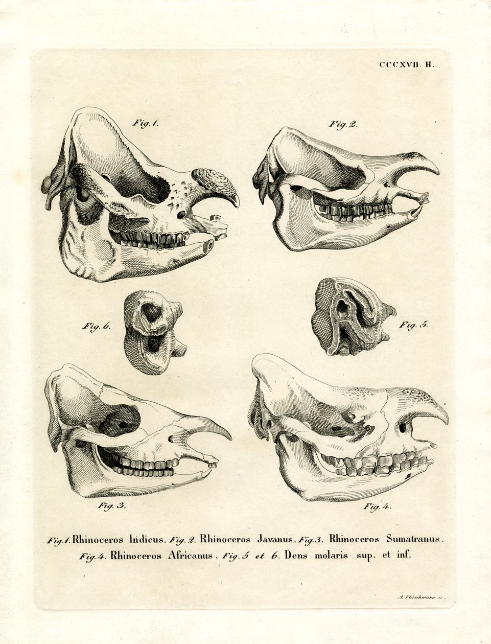 Rhino Skulls (gravura colorida) de German School