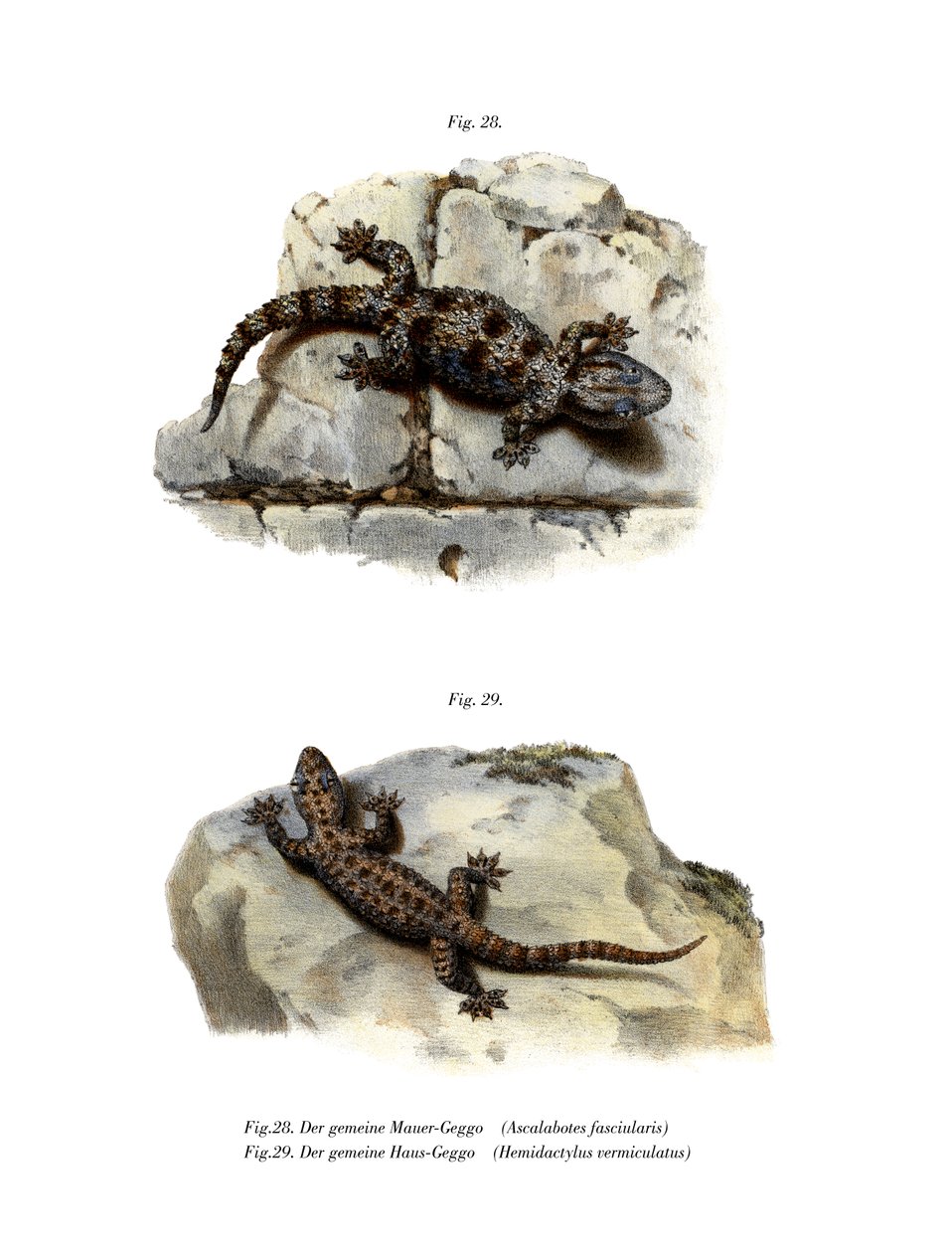 Gecko de parede anelada (cor litho) de German School
