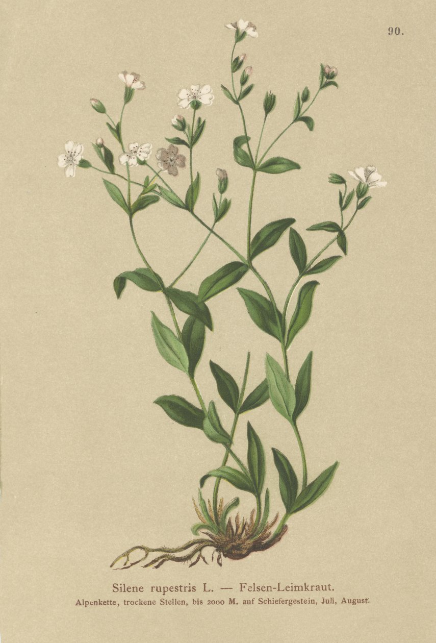 Campion Rock (Silene rupestris) de German School