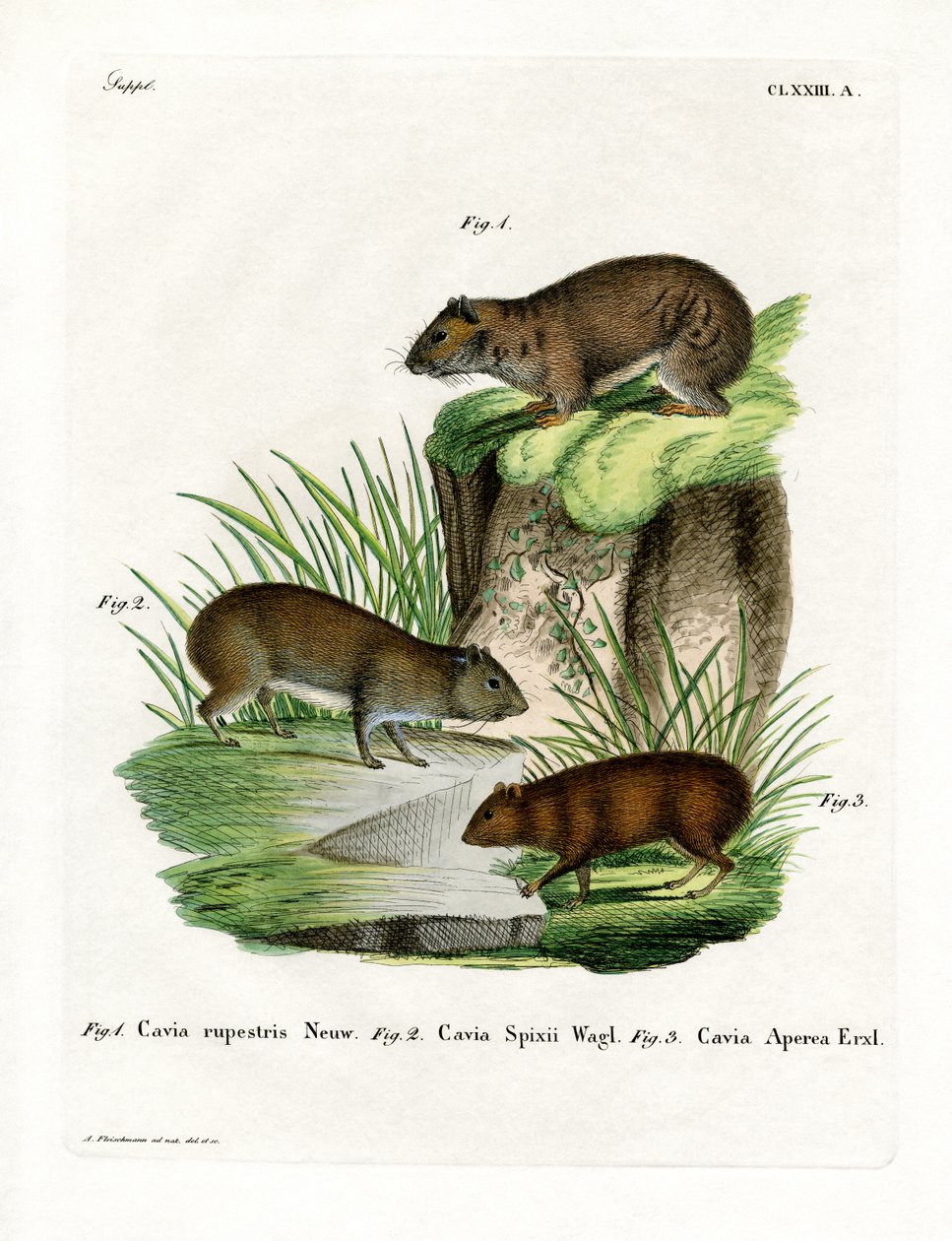 Rock Cavy (gravura colorida) de German School
