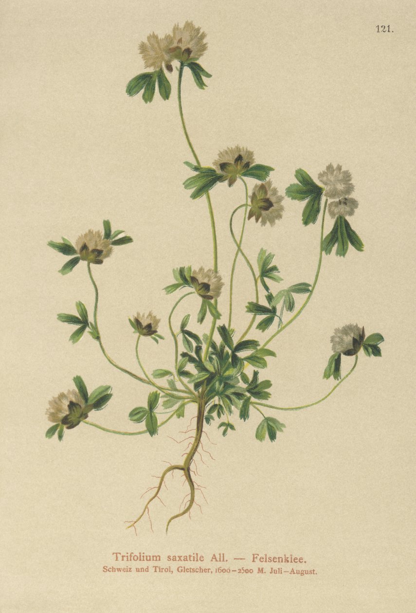 Trevo de rocha (Trifolium saxatile) de German School