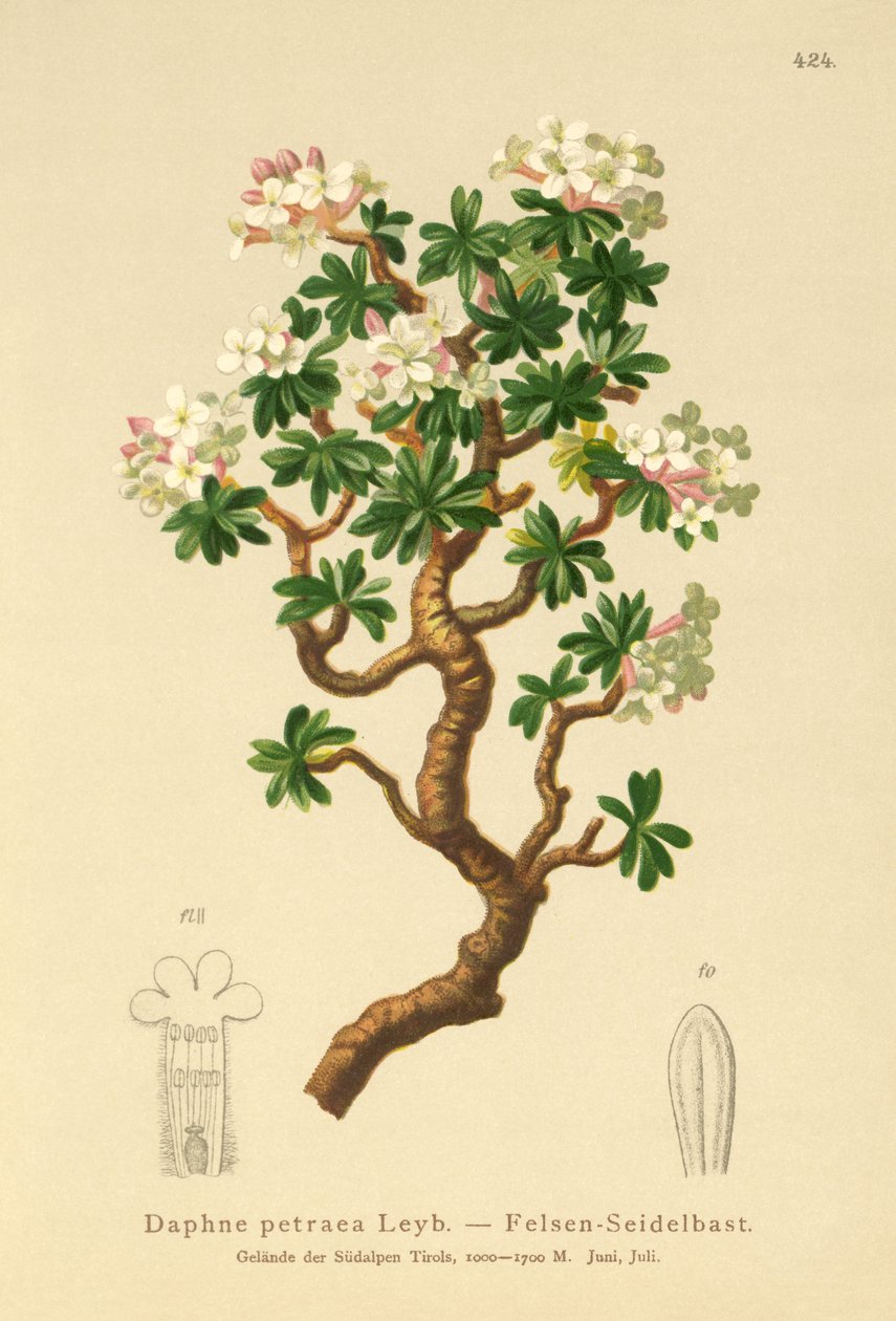 Rock Daphne (Daphne petraea, Daphne rupestris) de German School