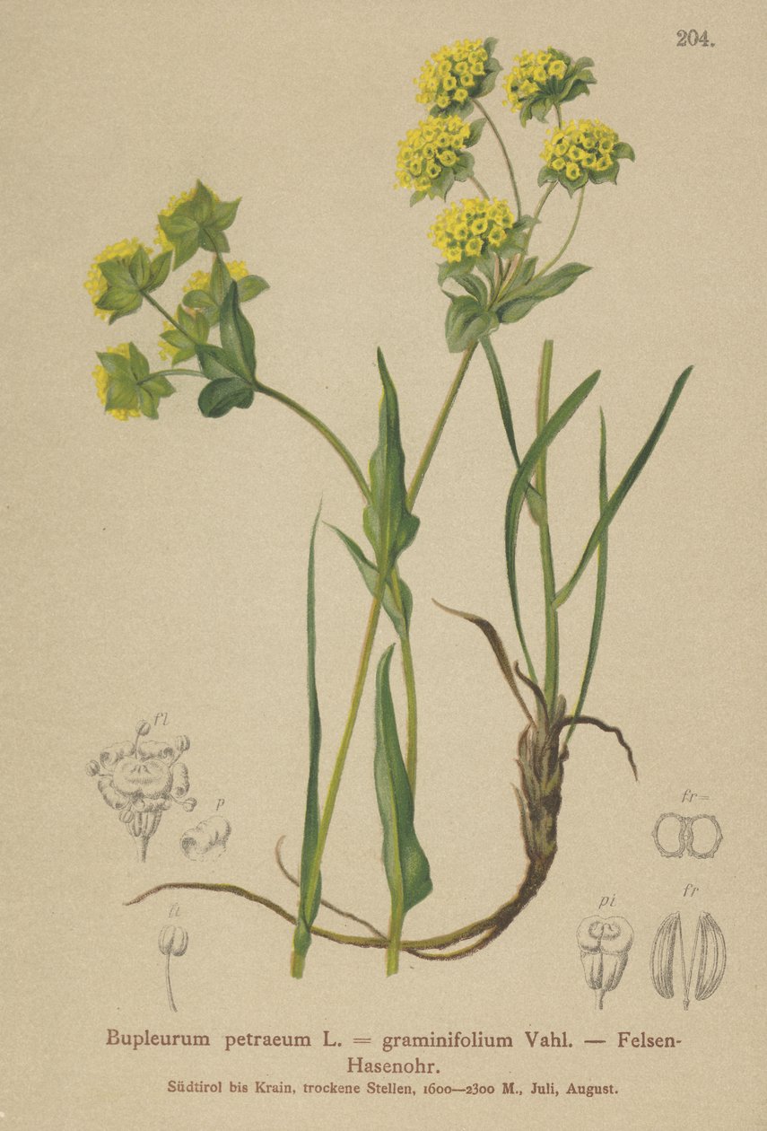 Orelha de lebres de rocha (Bupleurum petraeum, Bupleurum graminifolium) de German School