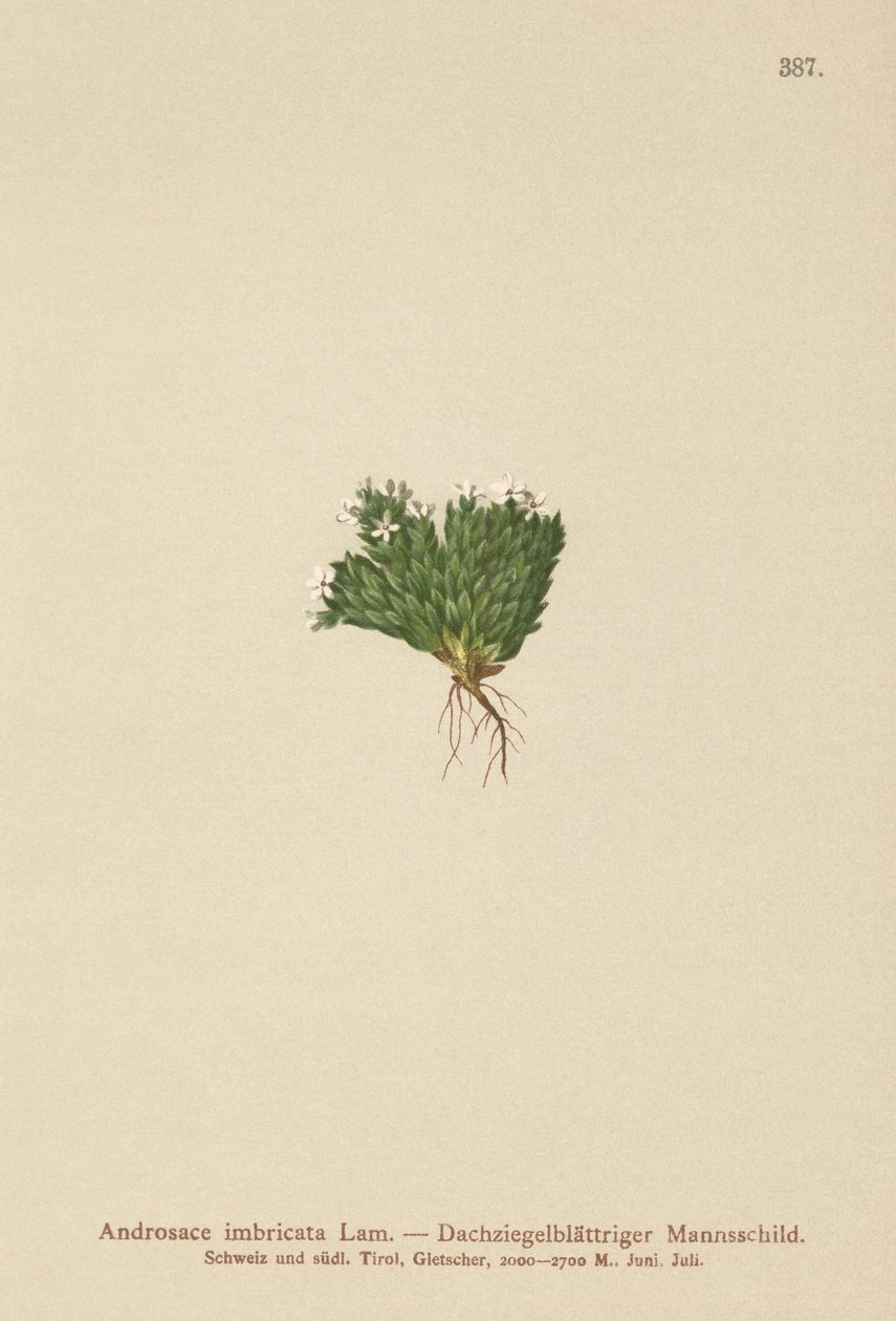 Jasmim de Rocha (Androsace imbricata, Aretia imbricata) de German School