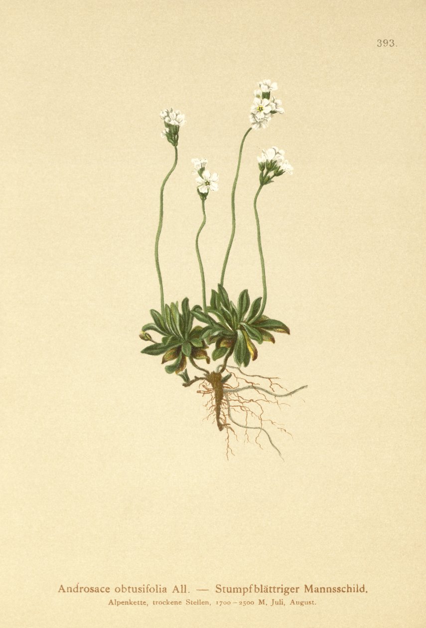 Rock Jasmine (Androsace obtusifolia) de German School