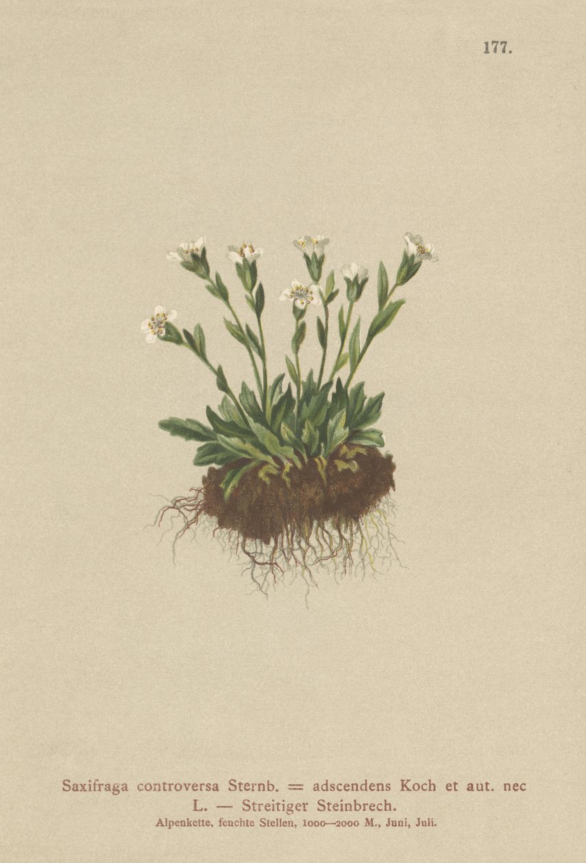 Saxofraga de Rock (Saxifraga controversa, Saxifraga adscendens) de German School