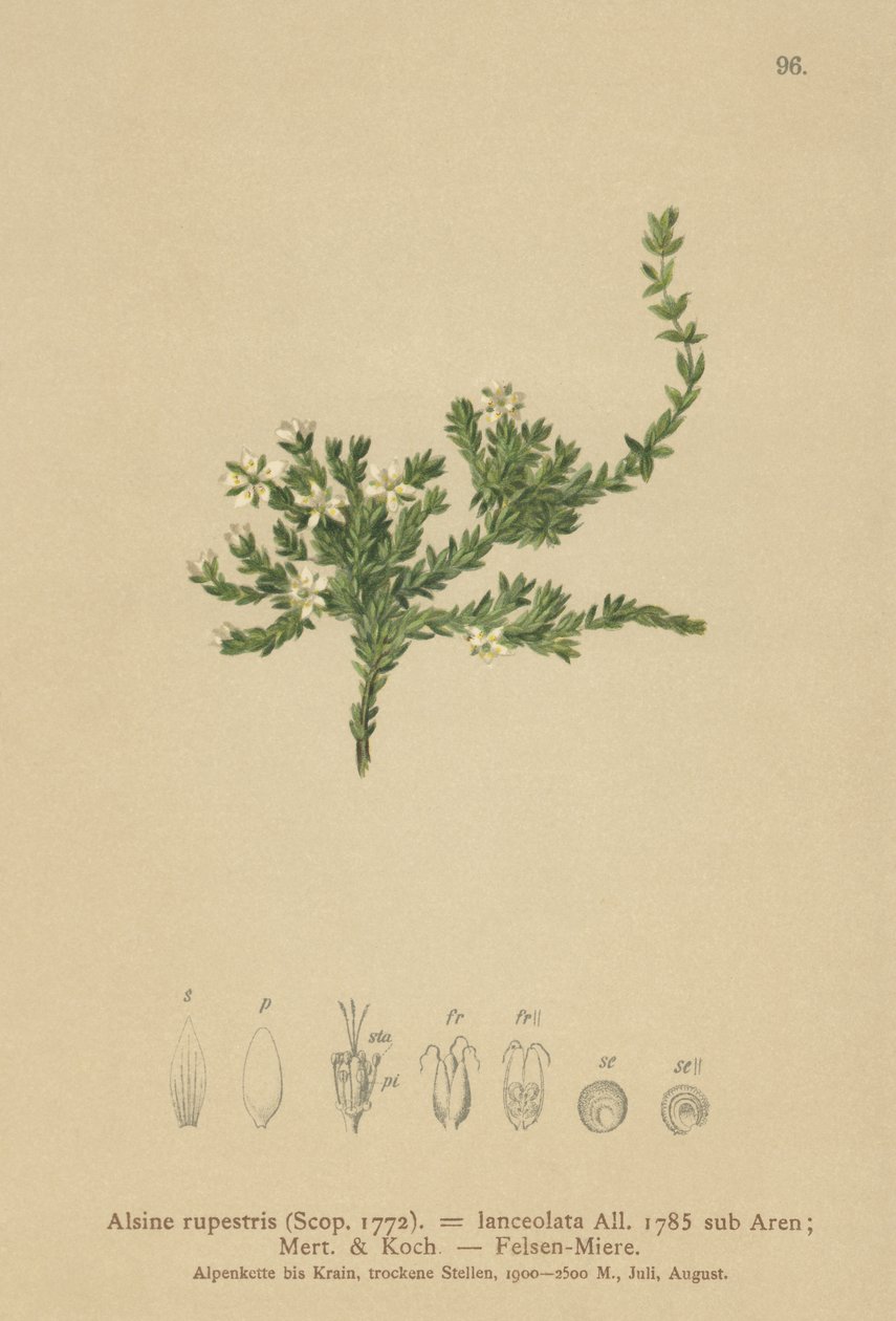 Rock Stitchwort (Alsine rupestris, lanceolata de Alsine, Minuartia rupestris) de German School