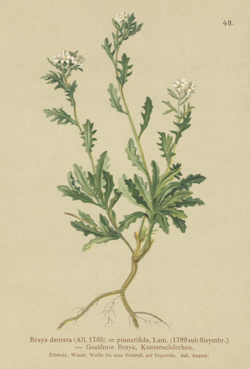 Agrião (Braña dentata, Braya pinnatifida, Murbeckiella pinnatifida, Arabeta pennatifide, Erba Cornacchia pennatifida) de German School