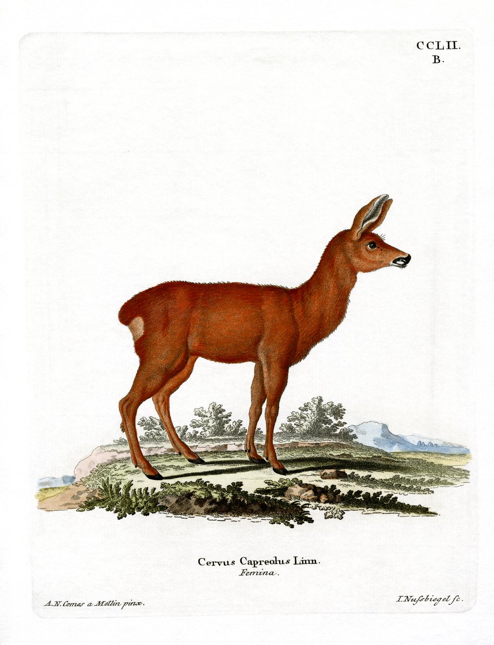 Veado (gravura colorida) de German School