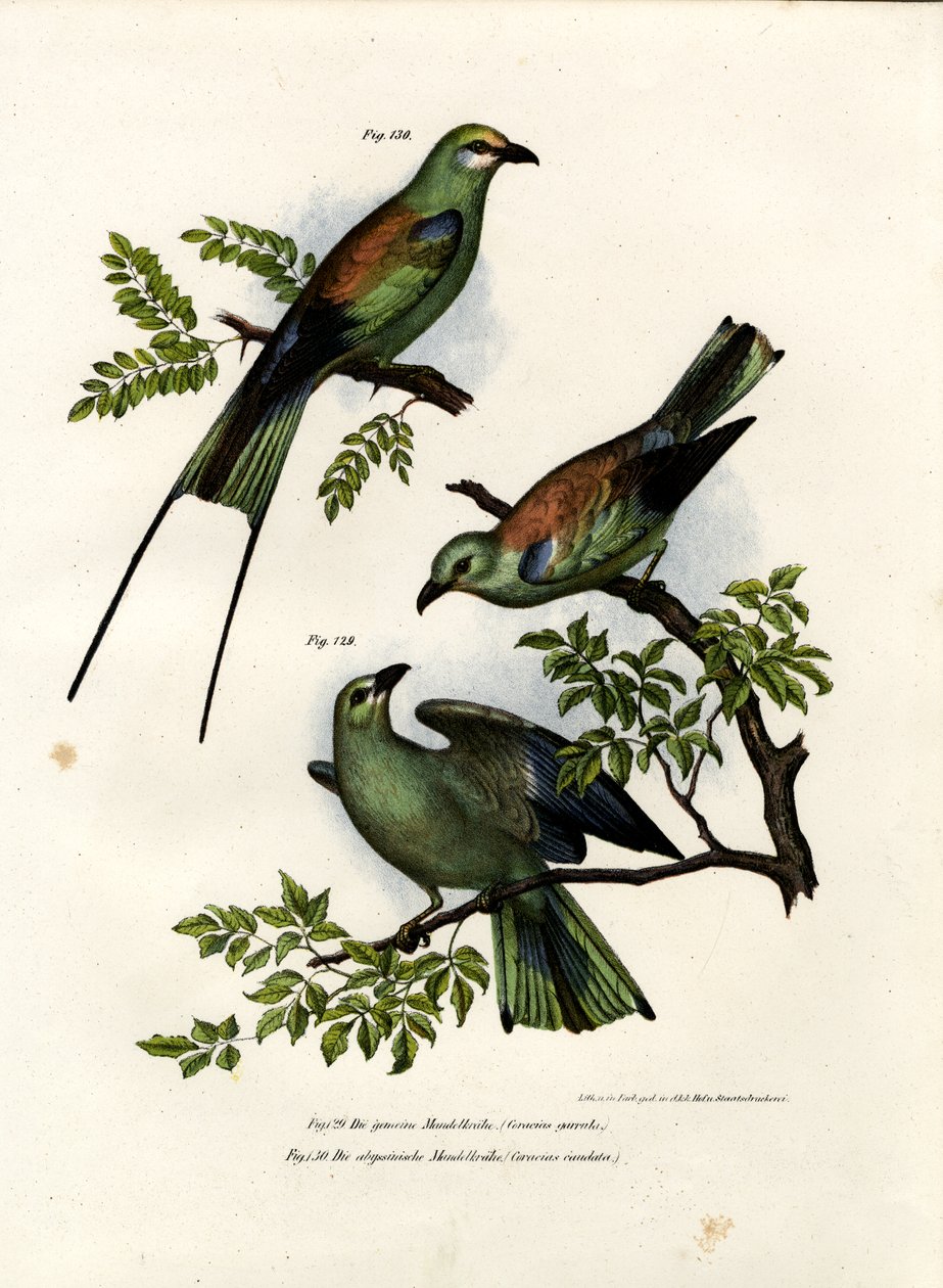 Rolo, 1864 de German School