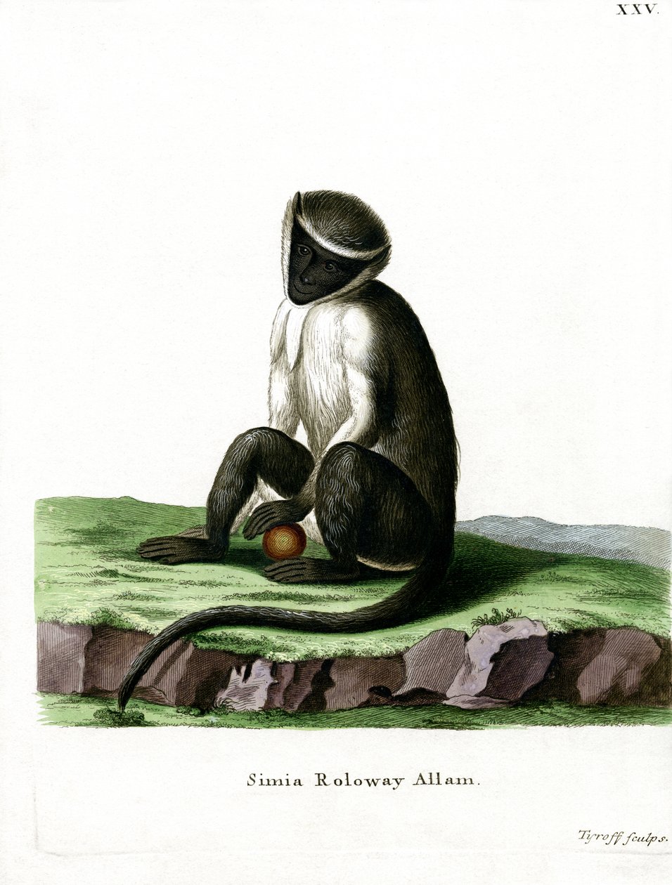Roloway Guenon (gravação a cores) de German School