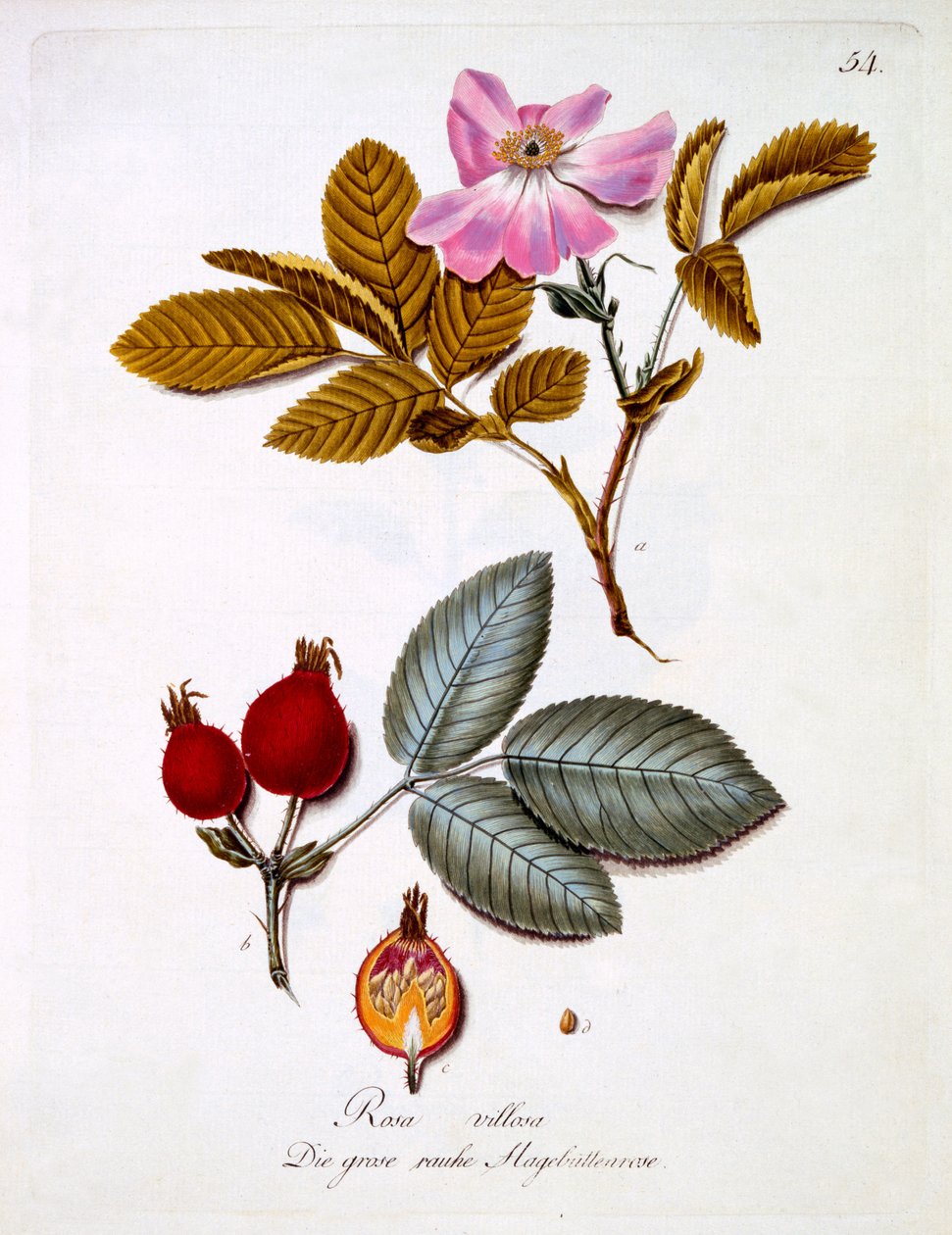 Rosa villosa, ilustração de um livro de flores silvestres alemãs por Johann Daniel von Reitter, publicado c.1803-5 de German School