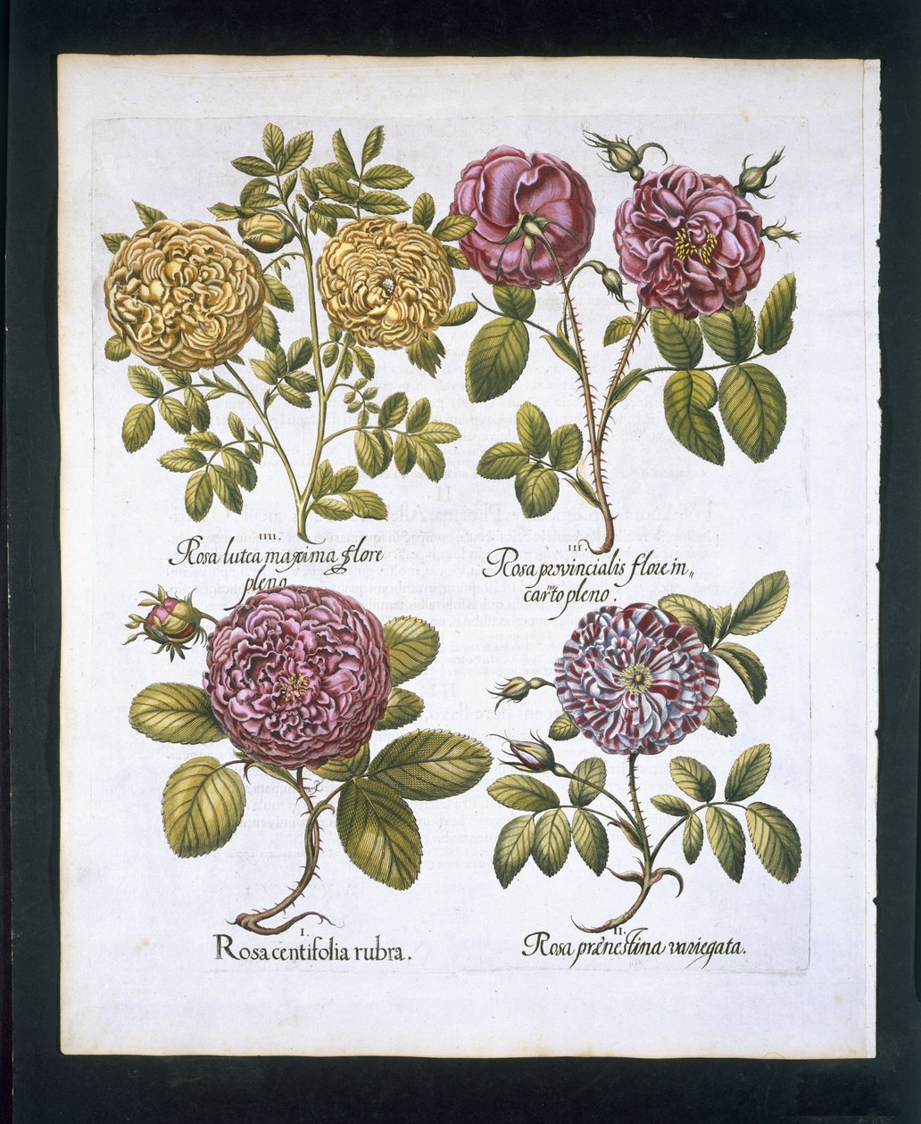 Roses, placa 95 de Hortus Eystettensisby Basil Besler (1561-1629) pub. 1613 (gravura colorida à mão) de German School