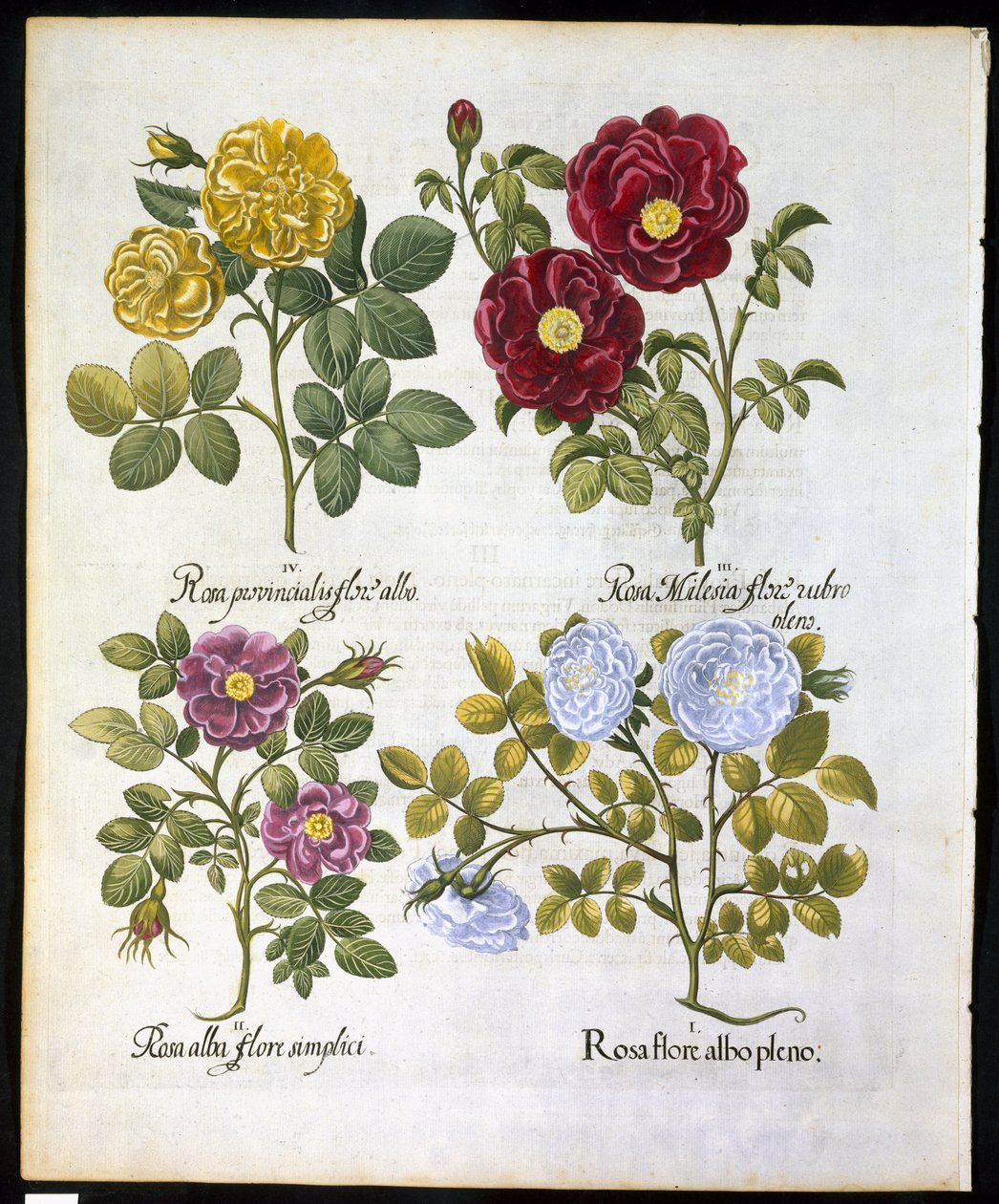 Rosas, placa 96 de Hortus Eystettemsis por Basil Besler (1561-1629) pub em 1613 (gravura colorida à mão) de German School