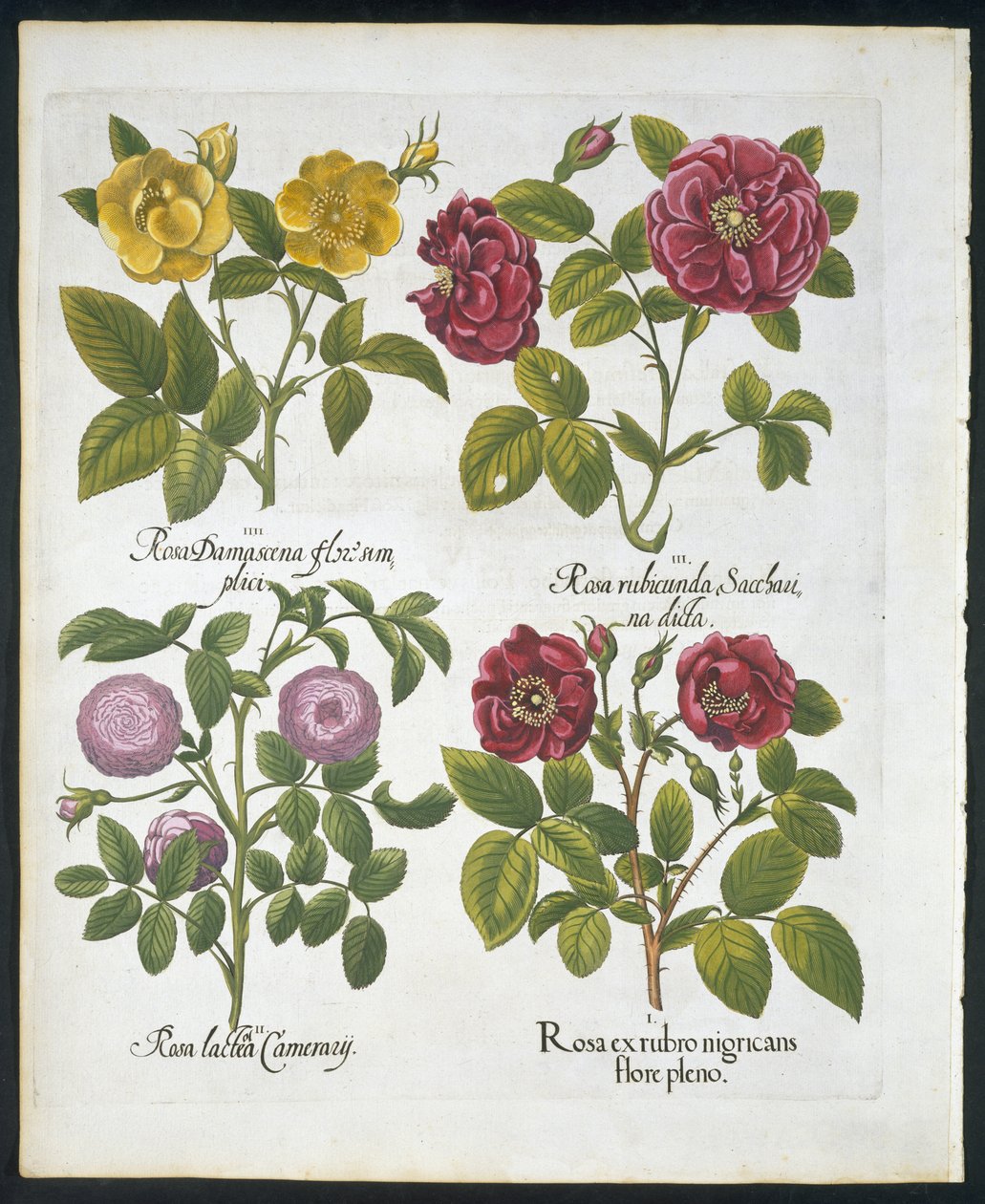 Rosas, placa 96 de Hortus Eystettensis por Basil Besler (1561-1629) pub 1613 (gravura colorida à mão) de German School