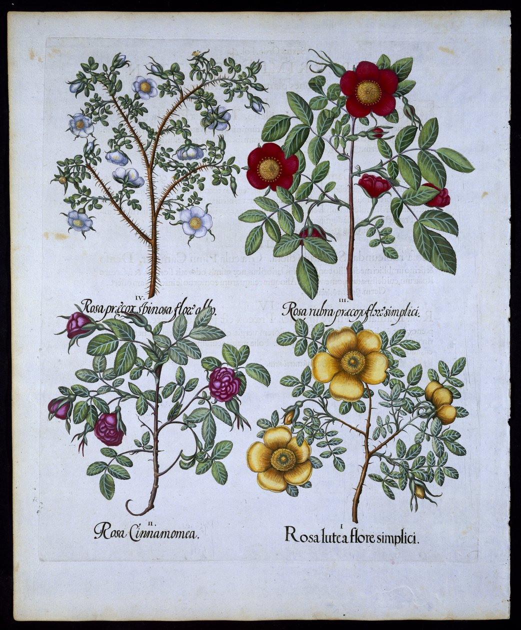 Rosas, placa 98 do pub de Hortus Eystettensisby Basil Besler (1561-1629). 1613 (gravura colorida à mão) de German School