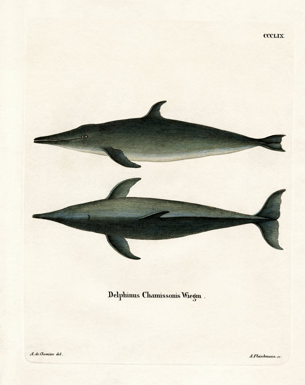 Golfinho de dentes ásperos (gravura colorida) de German School