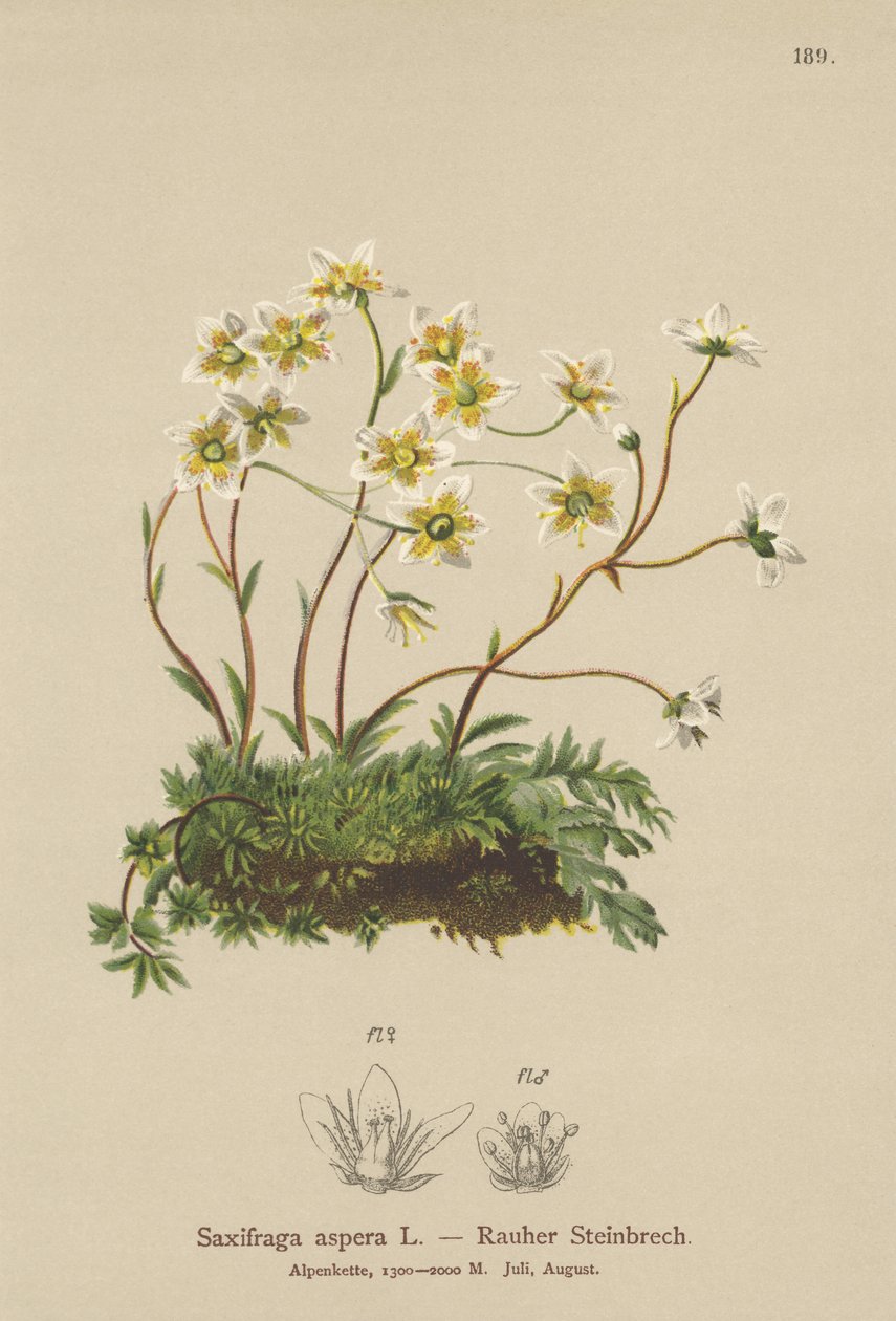 Saxifrage Áspero (Saxifraga aspera) de German School