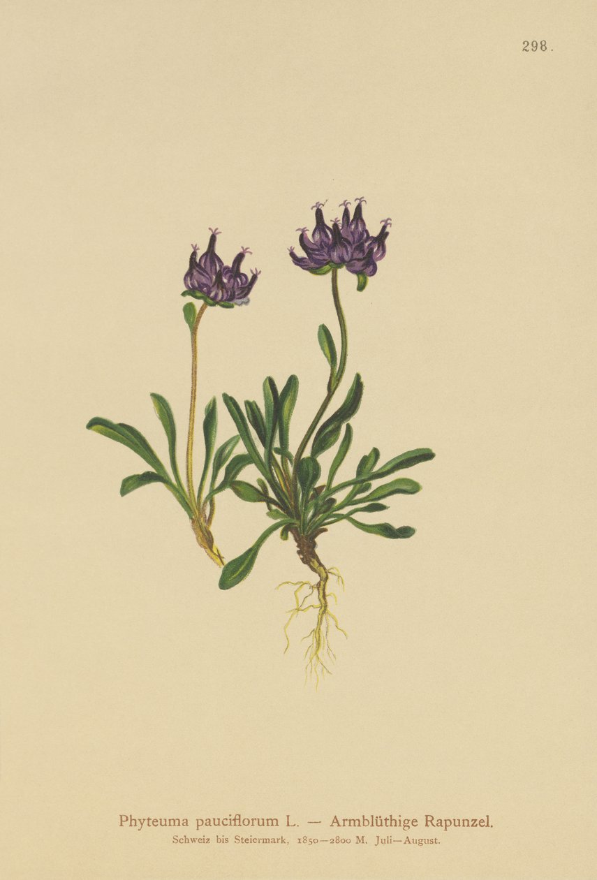 Rampion de cabeça redonda (Phyteuma pauciflorum, Rapunculus pauciflorus, Phyteuma globulariifolium) de German School