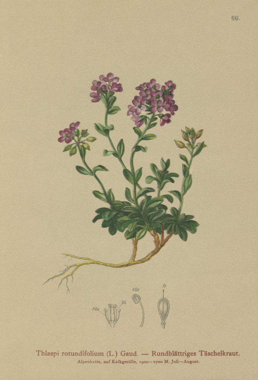 Pennycress de folhas redondas (rotundifolium Thlaspi, rotundifolia Noccaea, Thlaspi cepaeifolium subespécie rotundifolium) de German School