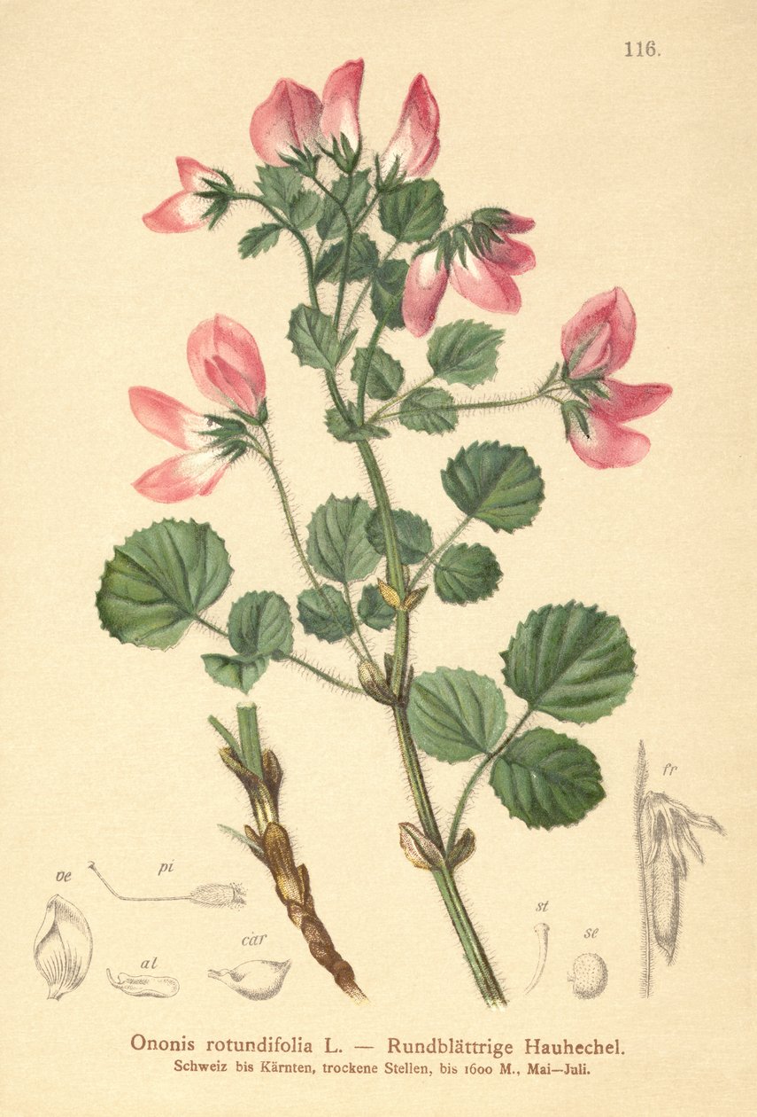 Restharrow de folhas redondas (Ononis rotundifolia, Ononis tribracteata) de German School