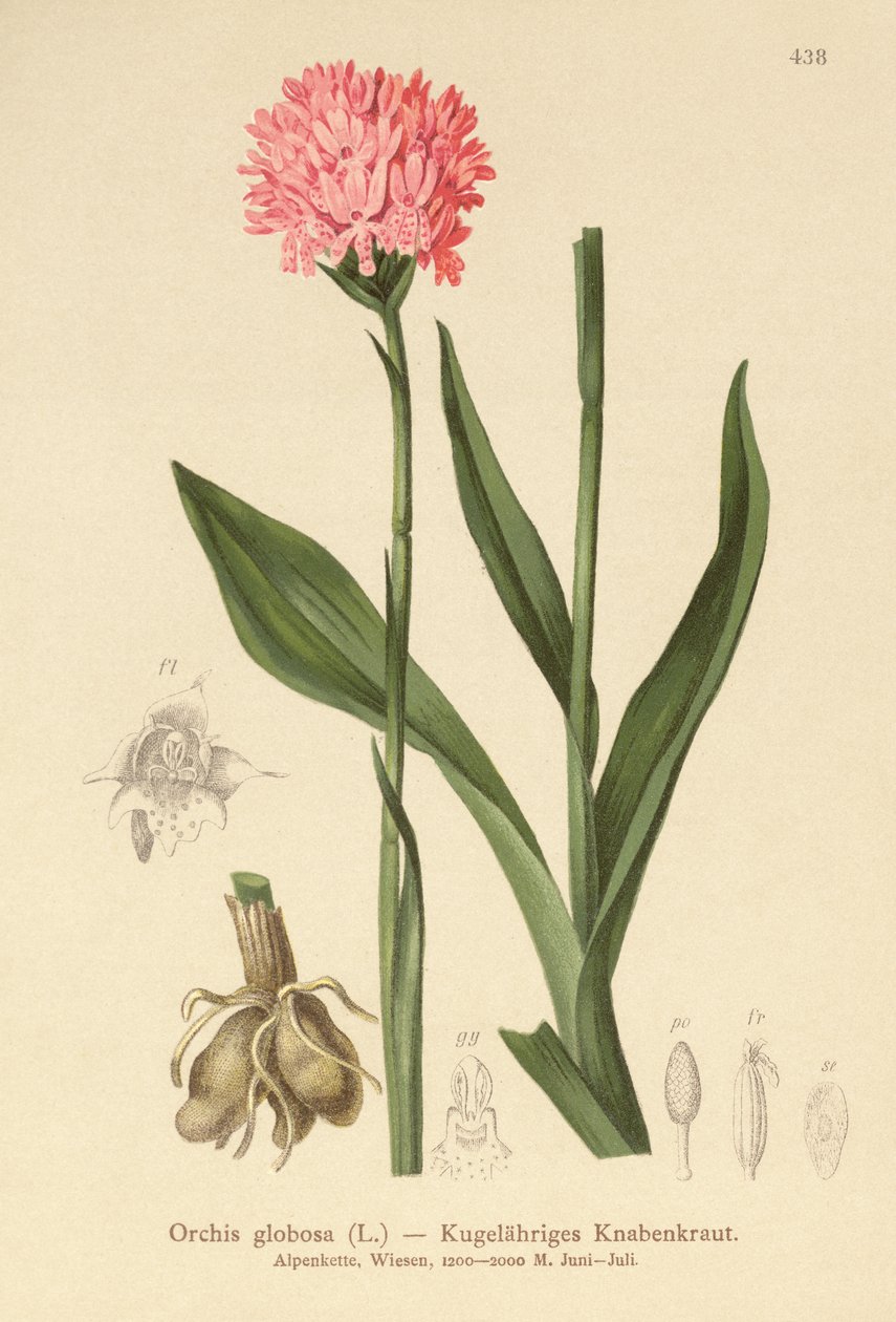 Orquídea de cabeça redonda (Orchis globosa, Traunsteinera globosa) de German School