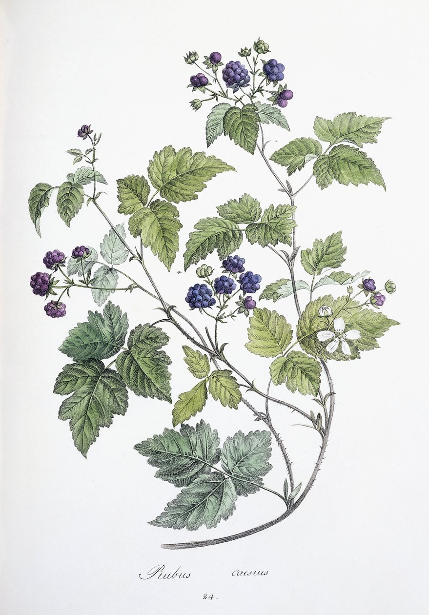 Bush é designado, 1811-1818 de German School