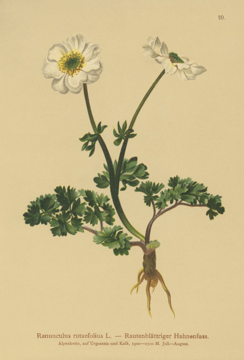 Ramo com folhas de aranha (Ranunculus rutaefolius) de German School