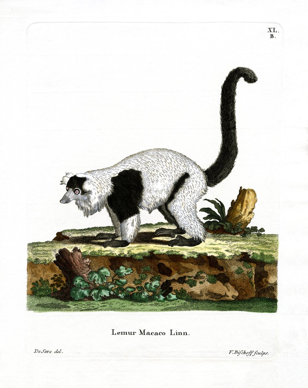 Lemur Ruffed (gravação a cores) de German School