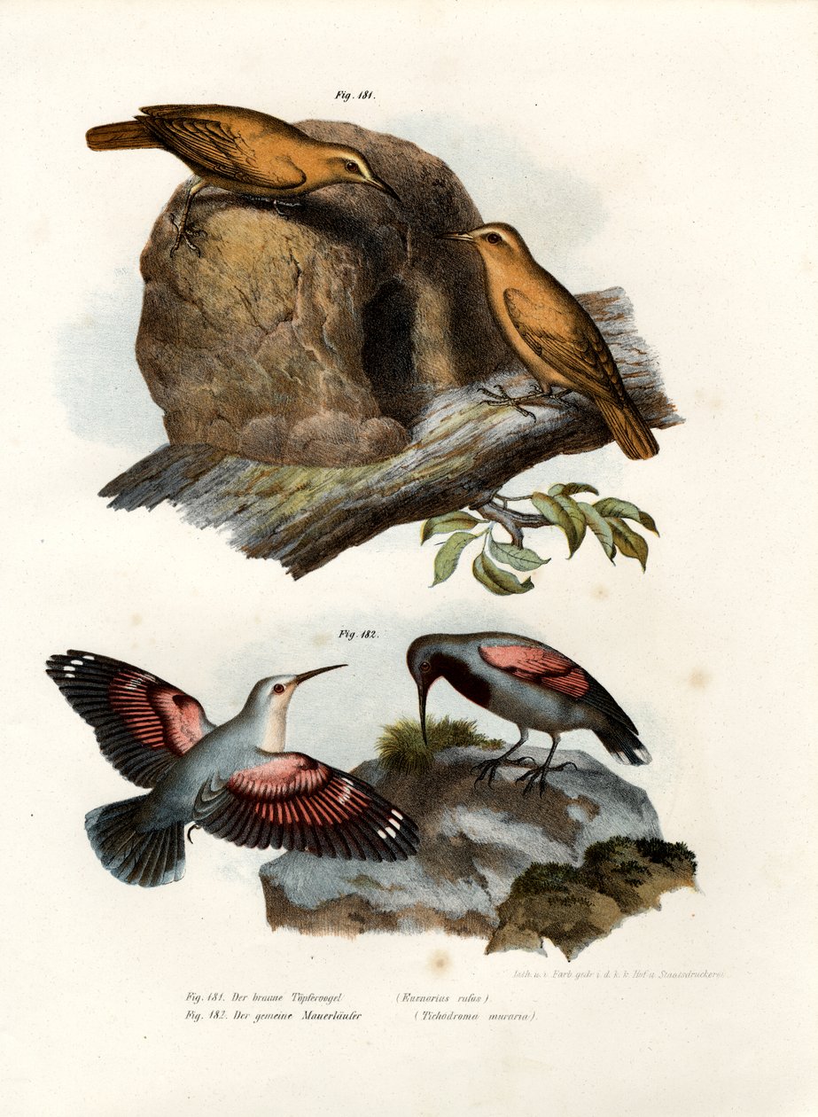 Rufous Hornero, 1864 de German School