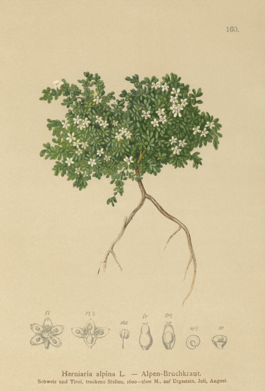 Rupturewort (Herniaria alpina, Herniaria ciliolata) de German School