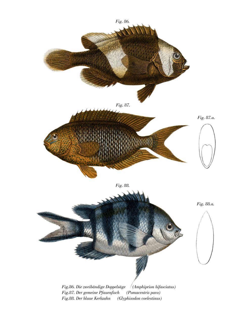 Saddleback Anemonefish (cor litho) de German School