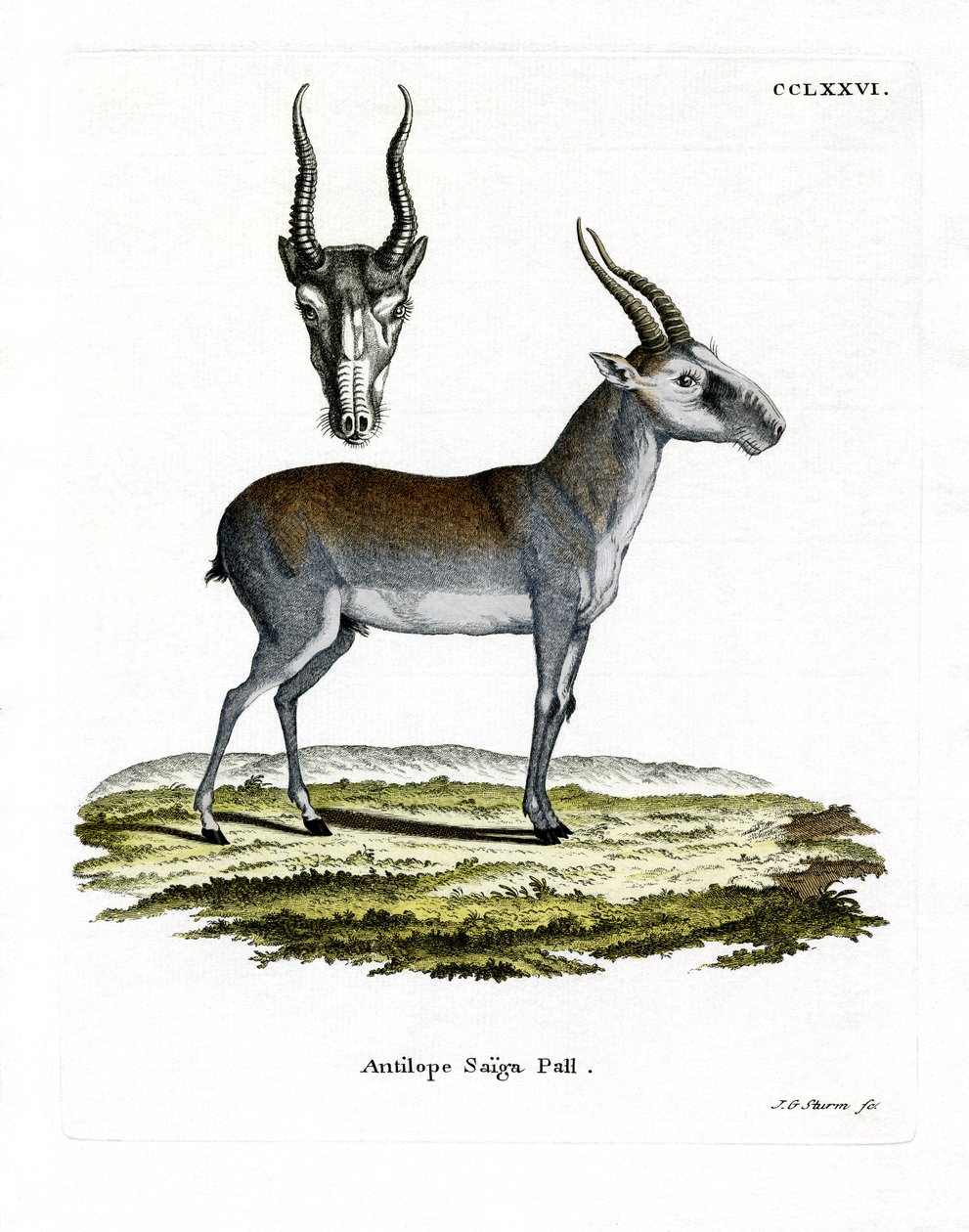 Saiga (gravação a cores) de German School