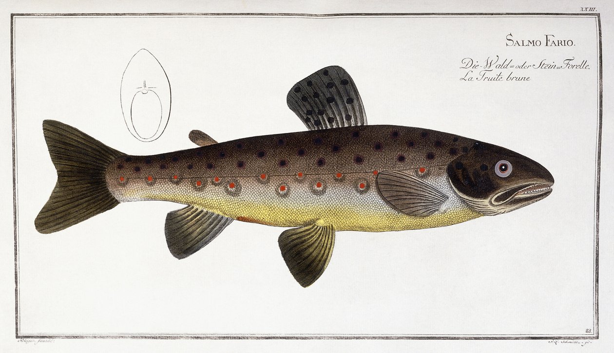 Salmo Fario de German School