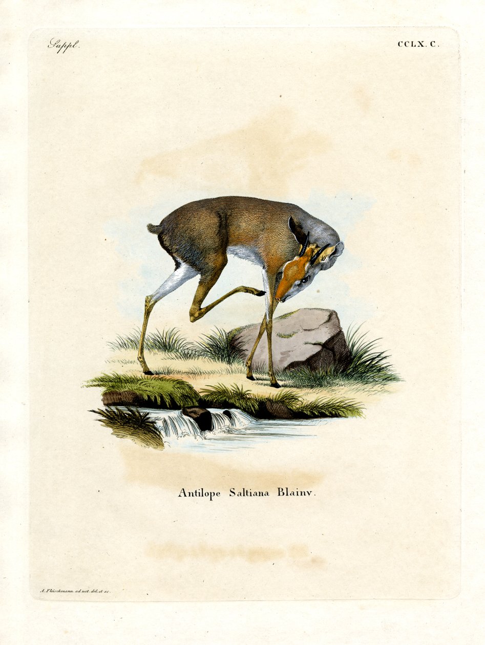 Dik-dik de sal (gravação a cores) de German School