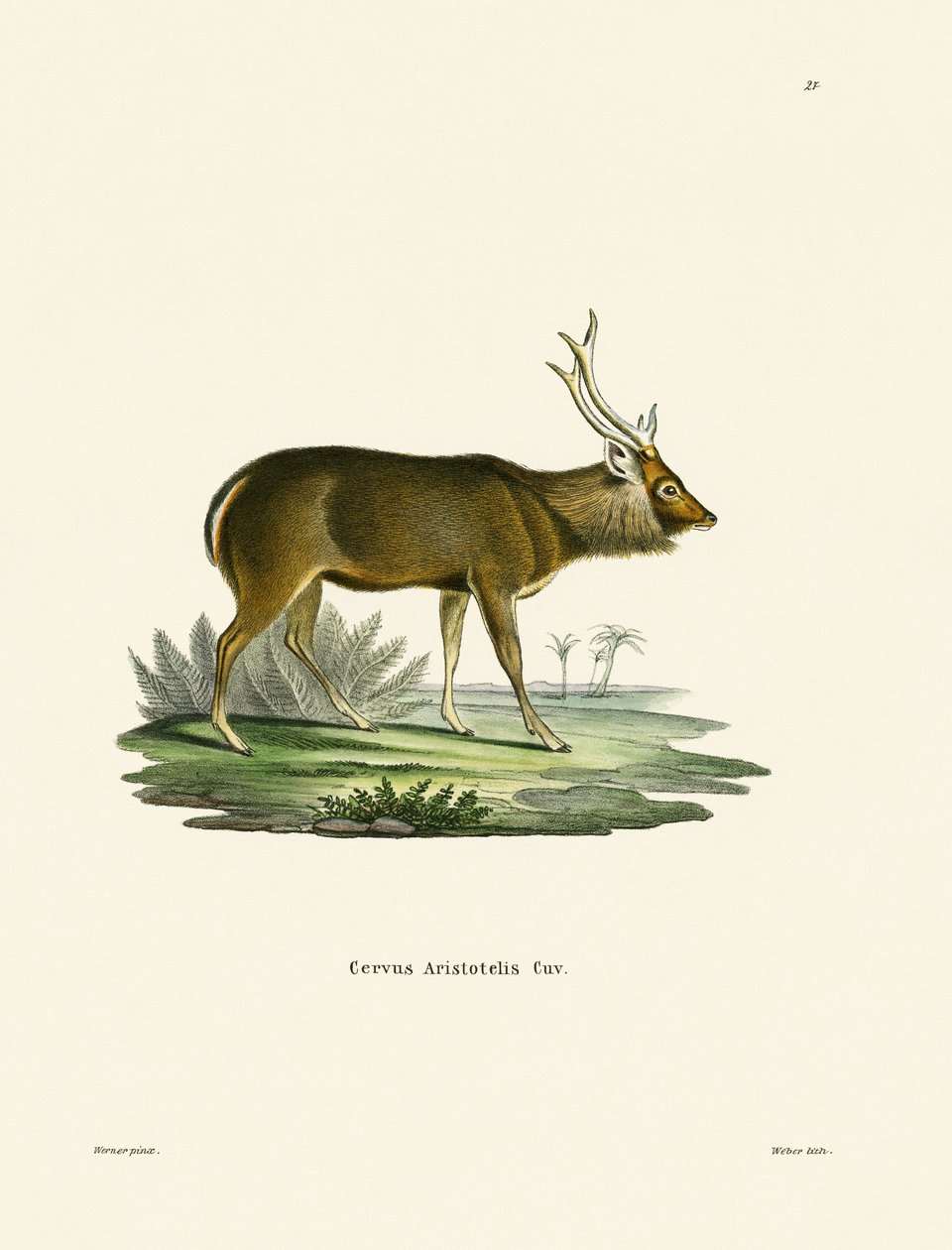 Sambar (gravação a cores) de German School