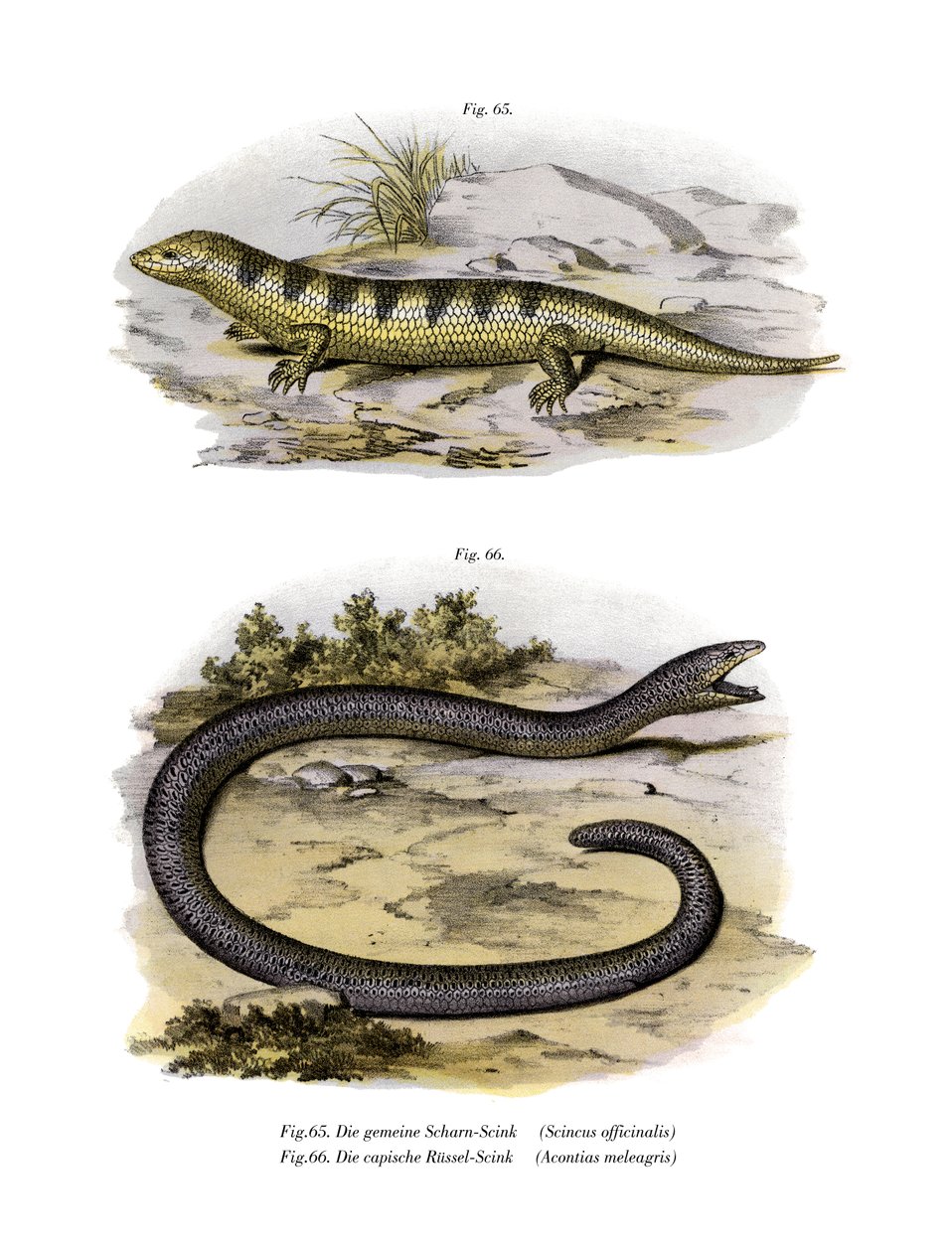 Sandfish Skink (cor litho) de German School