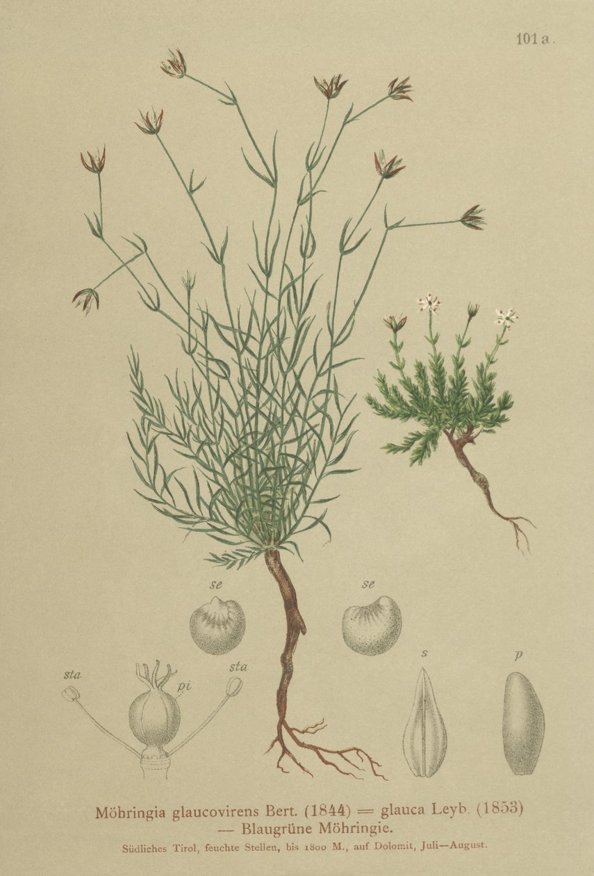 Sandwort (Moehringia glaucovirens, Möhringia glaucovirens, Möhringia glauca, Moehringia glauca, Arenaria glaucovirens) de German School