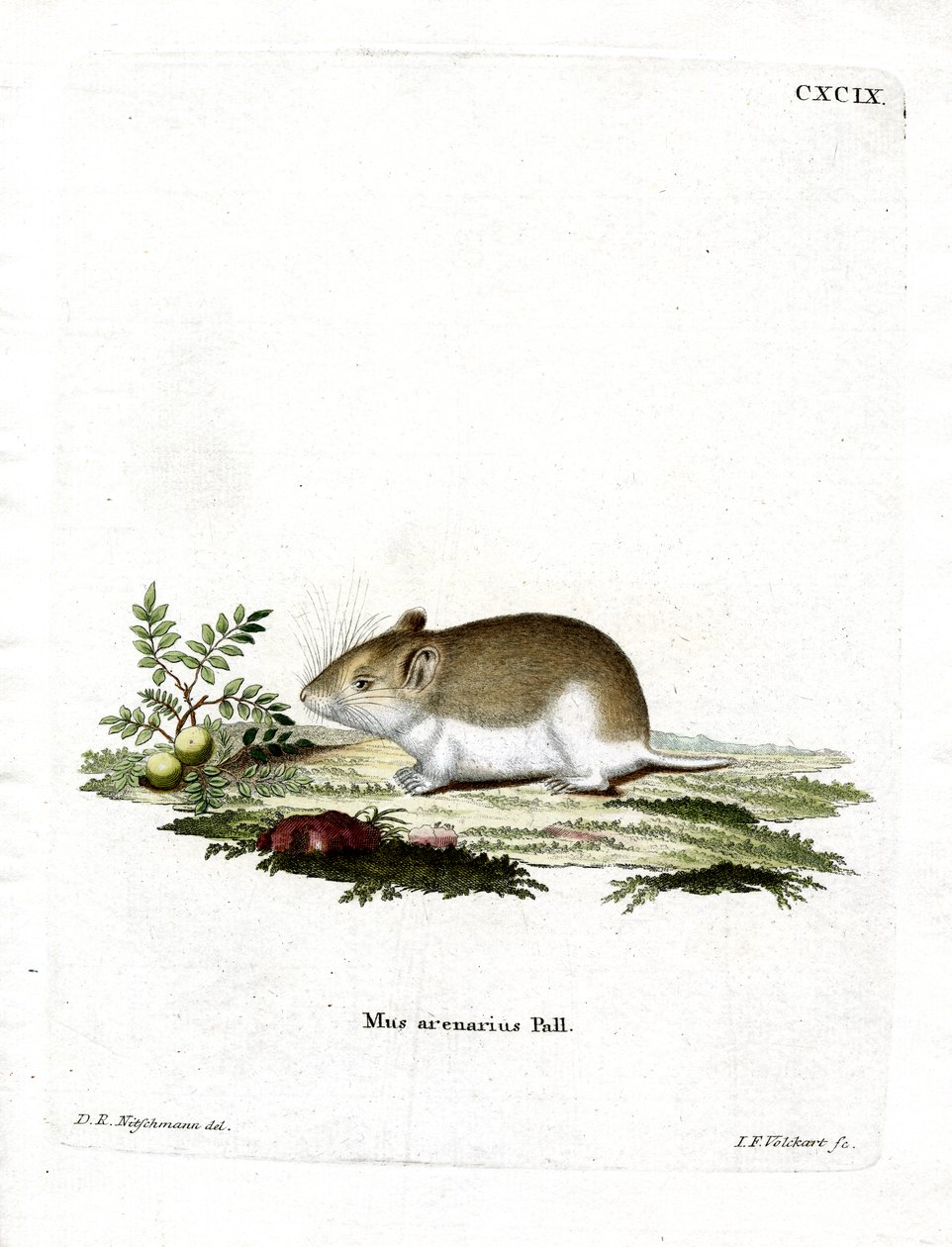 Sandy Mole Rat (gravura colorida) de German School