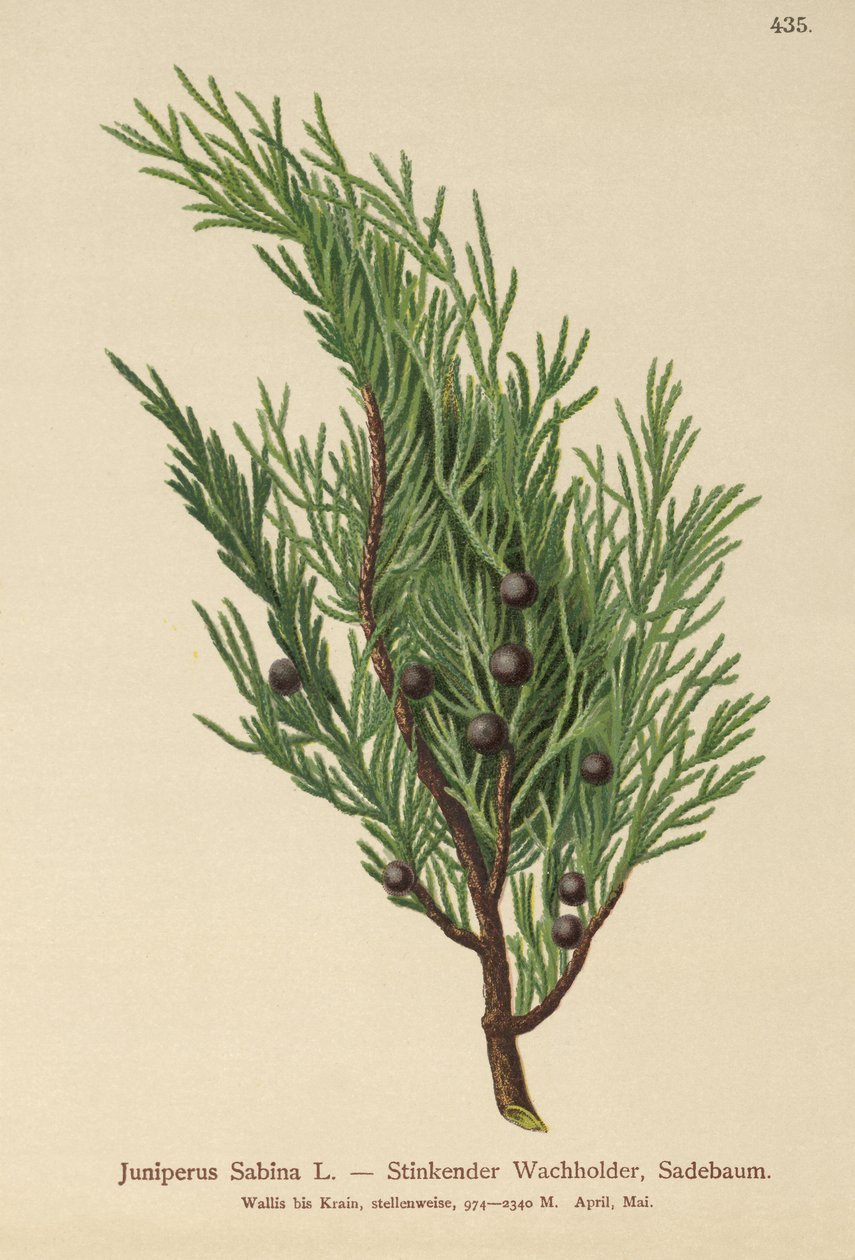 Savin Juniper (Juniperus Sabina) de German School